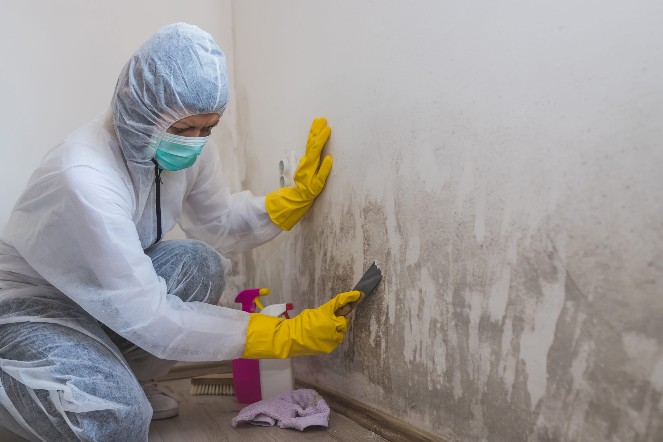 household mold removal